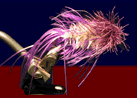 purple_fly